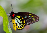 Vlinder.
