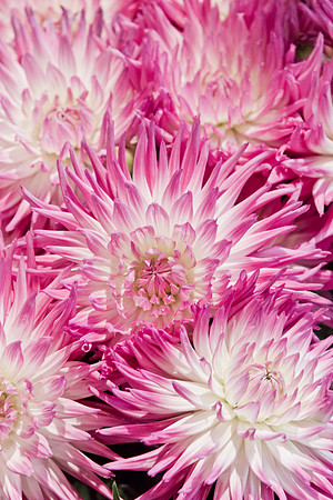 Dahlia's.