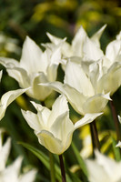Witte tulpen.