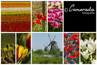 Beste foto's 2011