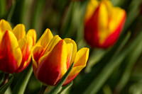 Tulpen.