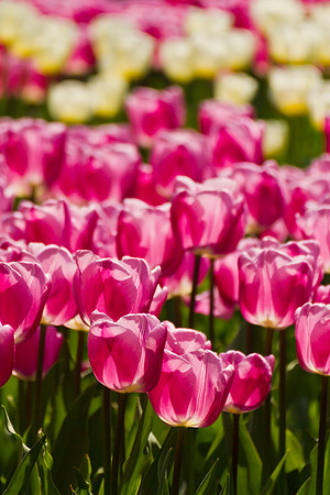 Tulpen.