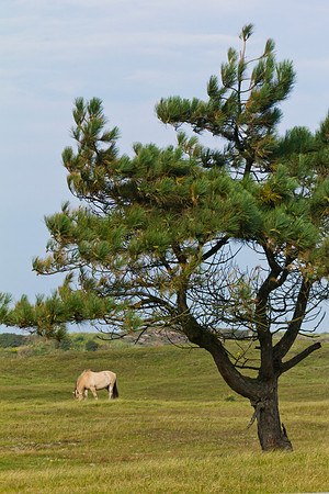 Solleveld.