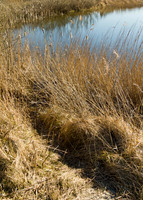 Meijendel.