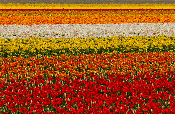 Bollenveld.
